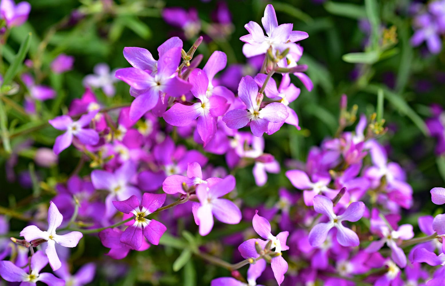 Violet and white flowers blooming, surrounded by green leaves and stems, in a natural, outdoor garden setting.