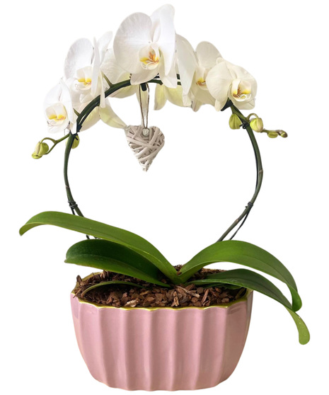 Blooming Halo Orchid