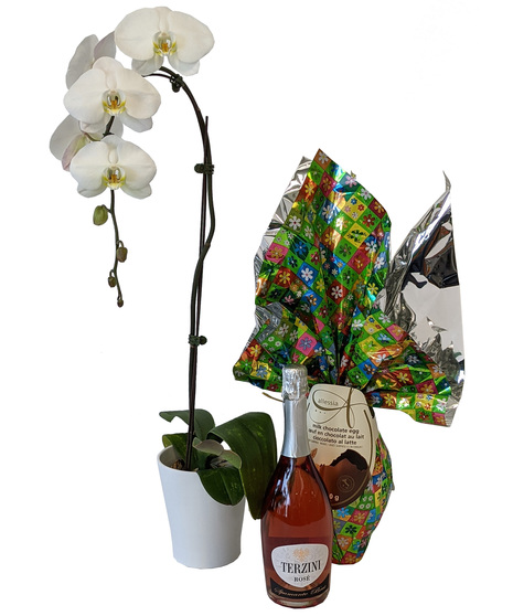 Easter Orchid Bundle