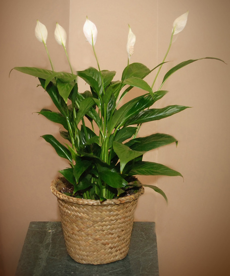 Peace Lily