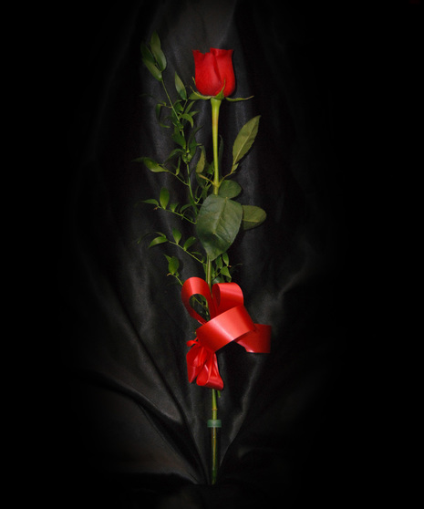 Single Rose Presentation