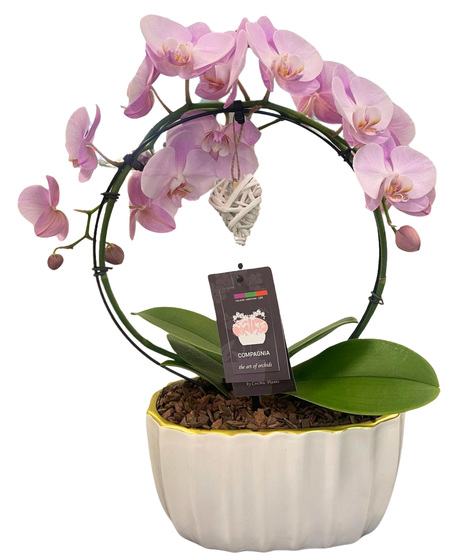 Hooped phalaenopsis orchid in white or pink