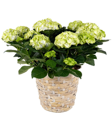 Purple or Pink Hydrangea in 10 inch pot