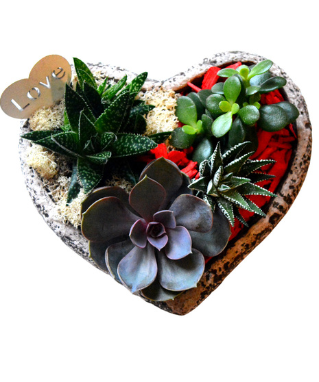 Succulents in heart container