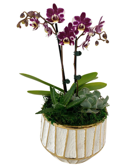 Orchid Succulent Planter