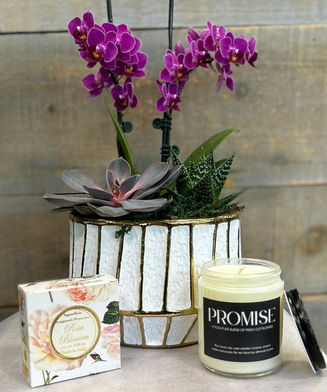 Orchid Succulent Gift Set