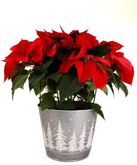 Red Poinsettia - Silver Tin