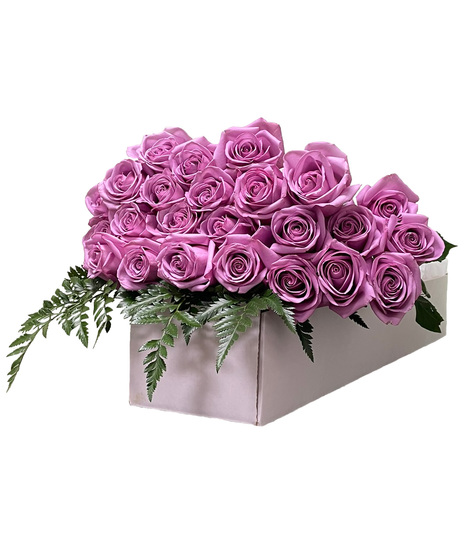 12, 18 or 24 Purple Roses in a Gift Box