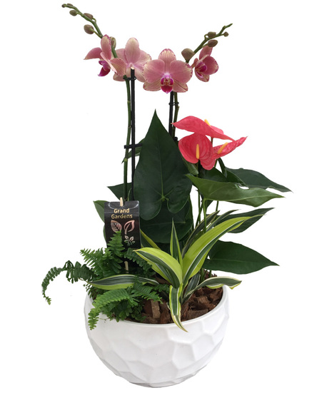 Ceramic Planter with Green Plants, Orchid and Anthurium