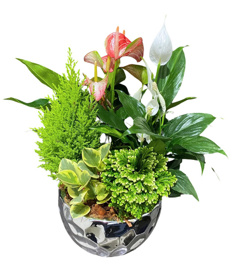 Silver Forest Anthurium & Peace Lily Mix