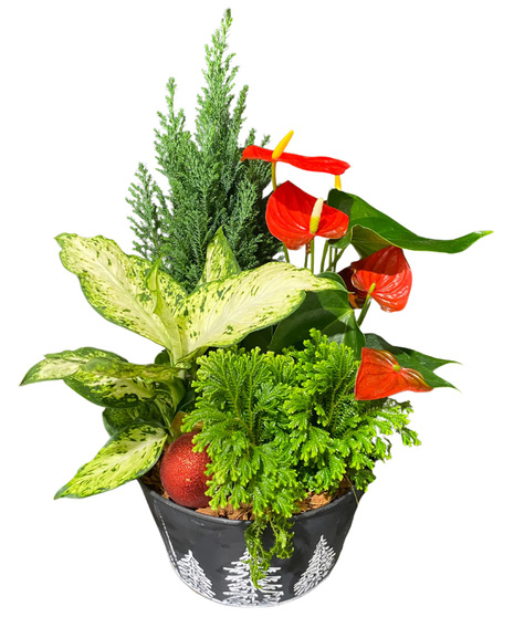 Christmas planter in black tin with red and green indoor plants