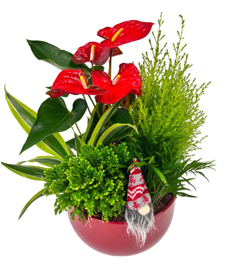 Red ceramic planter featuring red anthurium and green indoor plants.