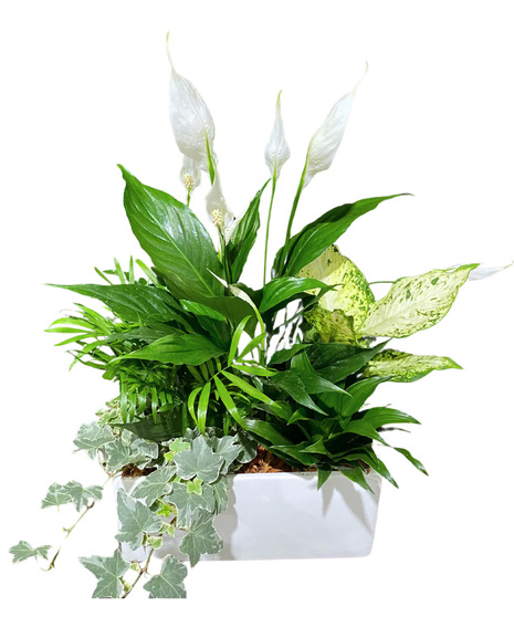 White Peace Lily Planter