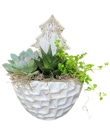 White Christmas Succulent Planter