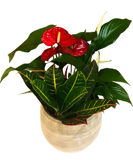 Tropical Planter with Anthuriums